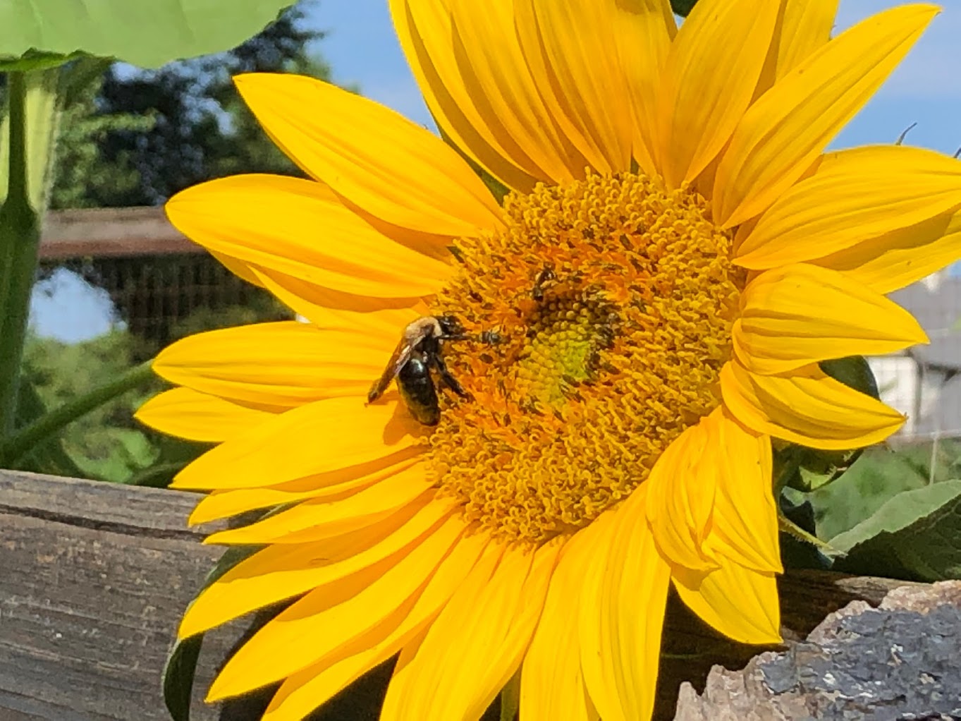 Lathemtown Farm Market